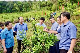 Điện Biên đẩy mạnh chuyển đổi cơ cấu cây trồng – Nâng tầm giá trị nông nghiệp miền núi