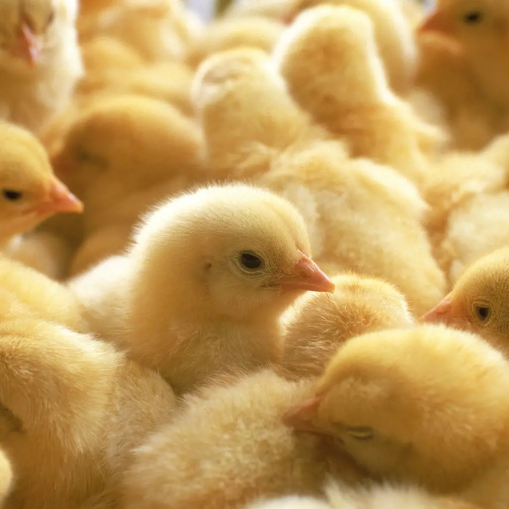 Áp Dụng Kỹ Thuật Chăn Nuôi Gà Thả Vườn Đúng Chuẩn – Cơ Hội Trở Thành Triệu Phú Cho Mỗi Người Dân Chăn Nuôi