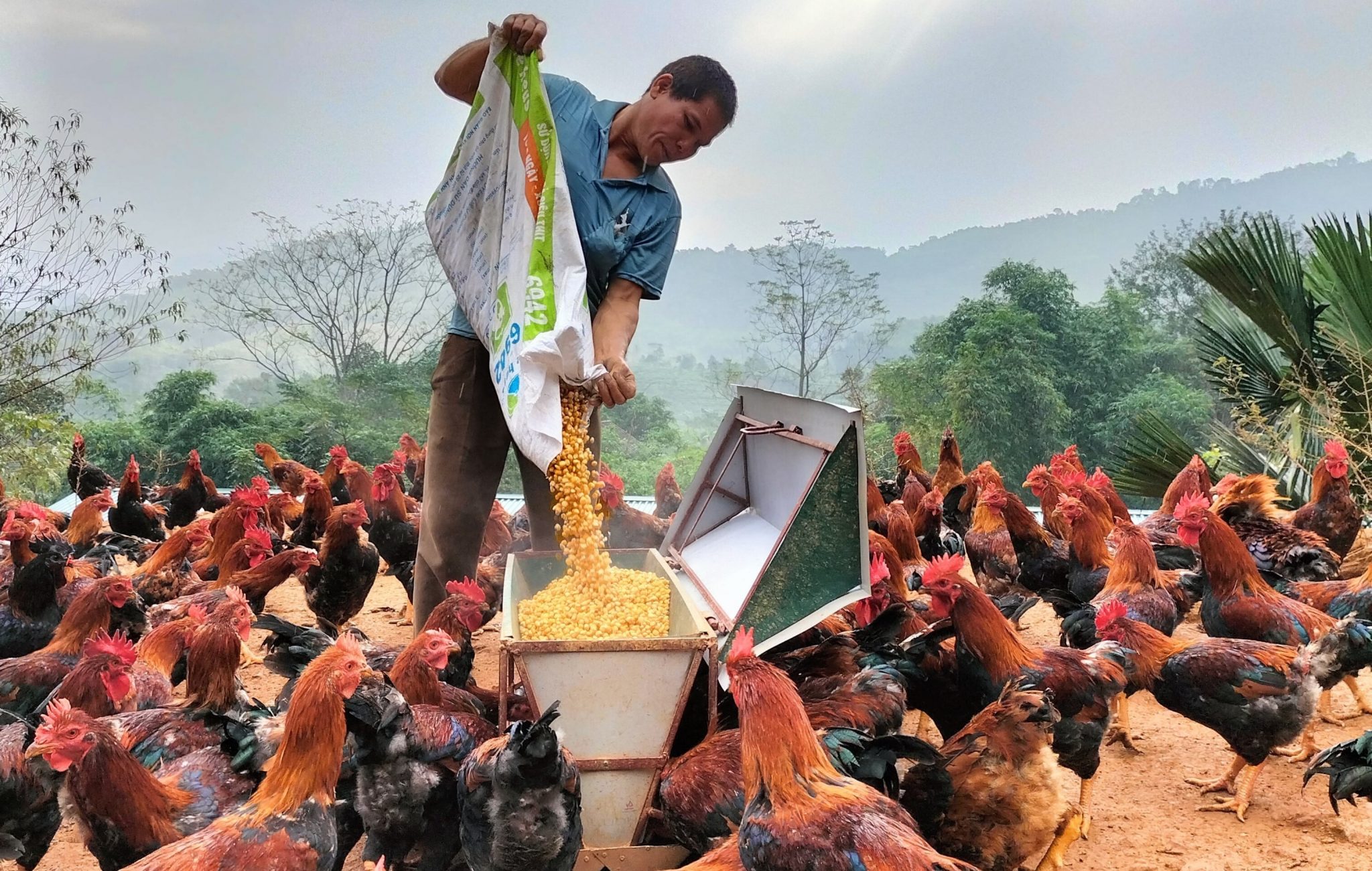 Quy trình chăn nuôi gà: Từ A đến Z cho người mới bắt đầu