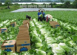 Top công ty uy tín đưa lao động Tây Bắc đi Nhật Bản ngành nông nghiệp – chăn nuôi